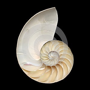 Nautilus shell