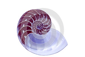 Nautilus shell