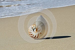 Nautilus shell