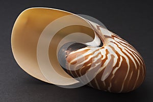 Nautilus Shell photo