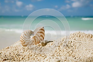Nautilus shell on beach and blue tropical sea