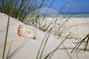 Nautilus shell on beach grass and tropical sea