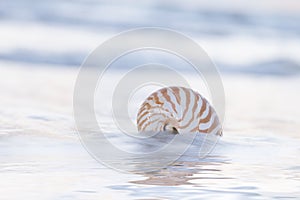 Nautilus shell on beach, pale sunrise light and tropical sea