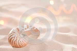 Nautilus shell on beach sand