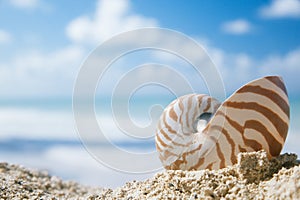 Nautilus shell on beach sand