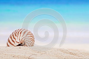 Nautilus shell on a beach sand, against blue sea