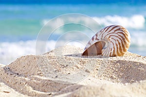 Nautilus shell on a beach sand, against sea waves