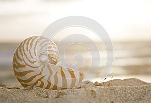 Nautilus shell on beach, sunrise and tropical sea