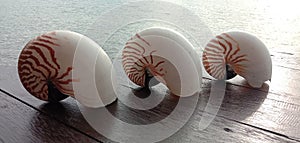 Nautilus shell big white and orange stripes and nice tropical background behind with the blue ocean