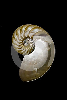 Nautilus shell on black.