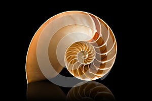 Nautilus shell on black background photo