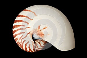 Nautilus shell on black background, clipping path