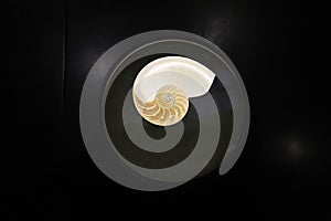 Nautilus shell on the black show case