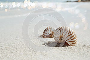 Nautilus shell in blue sea wave, shallow dof