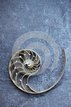 Nautilus shell with copy space concrete stone background cross section symmetry Fibonacci spiral sequence