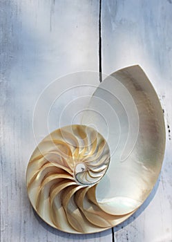 Nautilus shell with copy space concrete stone background cross section symmetry Fibonacci spiral sequence