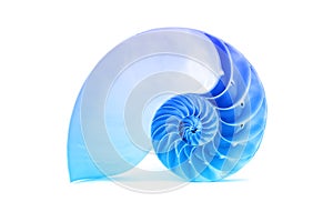Nautilus shell and famous fibonacci blue geometric pattern photo