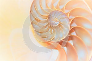 Nautilus shell Fibonacci symmetry cross section spiral structure growth golden ratio