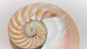 Nautilus shell Fibonacci symmetry cross section spiral structure growth golden ratio