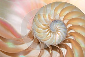 Nautilus shell Fibonacci symmetry cross section spiral structure growth golden ratio