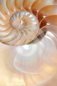 Nautilus shell Fibonacci symmetry cross section spiral structure growth golden ratio