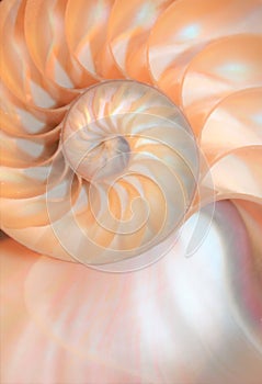 Nautilus shell Fibonacci symmetry cross section spiral structure growth golden ratio