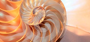 Nautilus shell Fibonacci symmetry cross section spiral structure growth golden ratio