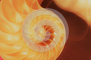 Nautilus shell Fibonacci symmetry cross section spiral structure growth golden ratio