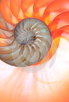 Nautilus shell Fibonacci symmetry cross section spiral structure growth golden ratio