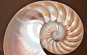 Nautilus shell Fibonacci symmetry cross section spiral structure growth golden ratio