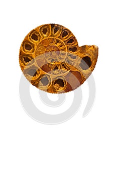 Ammonite Nautilus Fossil Shell Sliced Open photo