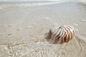 Nautilus shell in golden sea wave, shallow dof