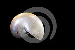 Pearly mother of pearl nautilus shell isolated on black