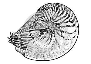 Marine animals collection illustration, drawing, engraving, ink, line art, vectorNautilus shell illustration, drawing, engraving,