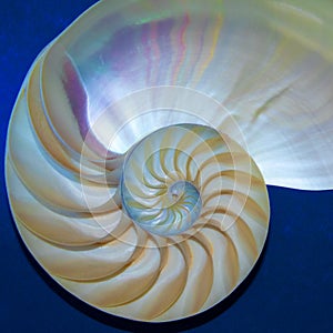 Nautilus shell against blue background