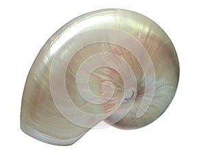Nautilus Shell isolated on white