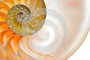 Nautilus shell isolated on white background