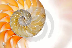 Nautilus shell isolated on white background