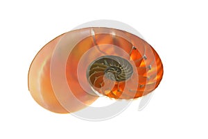 Nautilus shell isolated on white background