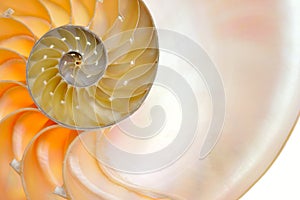 Nautilus shell isolated on white background