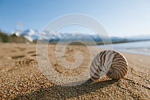 nautilus shell on the issyk-kul beach sand with mountains on background
