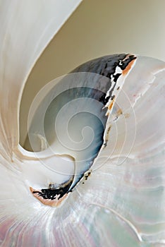 Nautilus Shell Macro