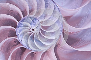 Cross section of a nautilus shell in pastel colors photo