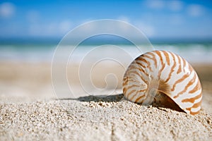 Nautilus shell with ocean , beach and seascape