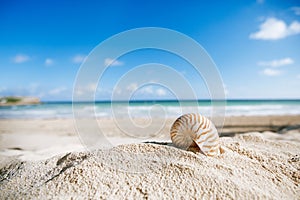 Nautilus shell with ocean , beach and seascape