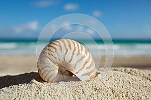 Nautilus shell with ocean , beach and seascape, shallow dof