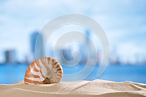 Nautilus shell with ocean , beach and seascape, shallow dof