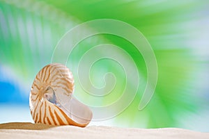 Nautilus shell with ocean , beach and seascape, shallow dof