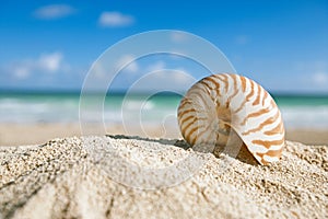 Nautilus shell with ocean , beach and seascape, shallow dof