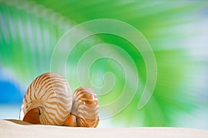 Nautilus shell with palm leaf , beach and seascape